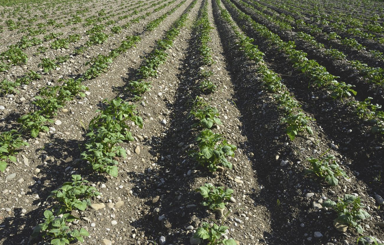 Groenteprijzen rijzen de pan uit in Nederland