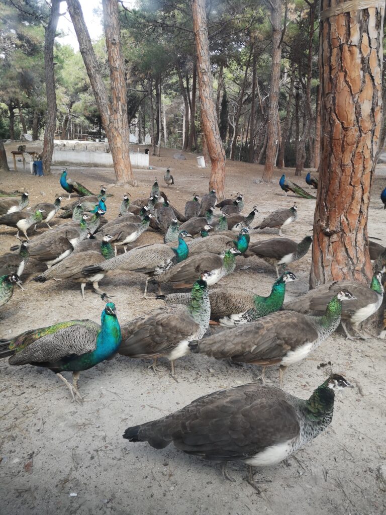 Peacocks on Plaka, Kos