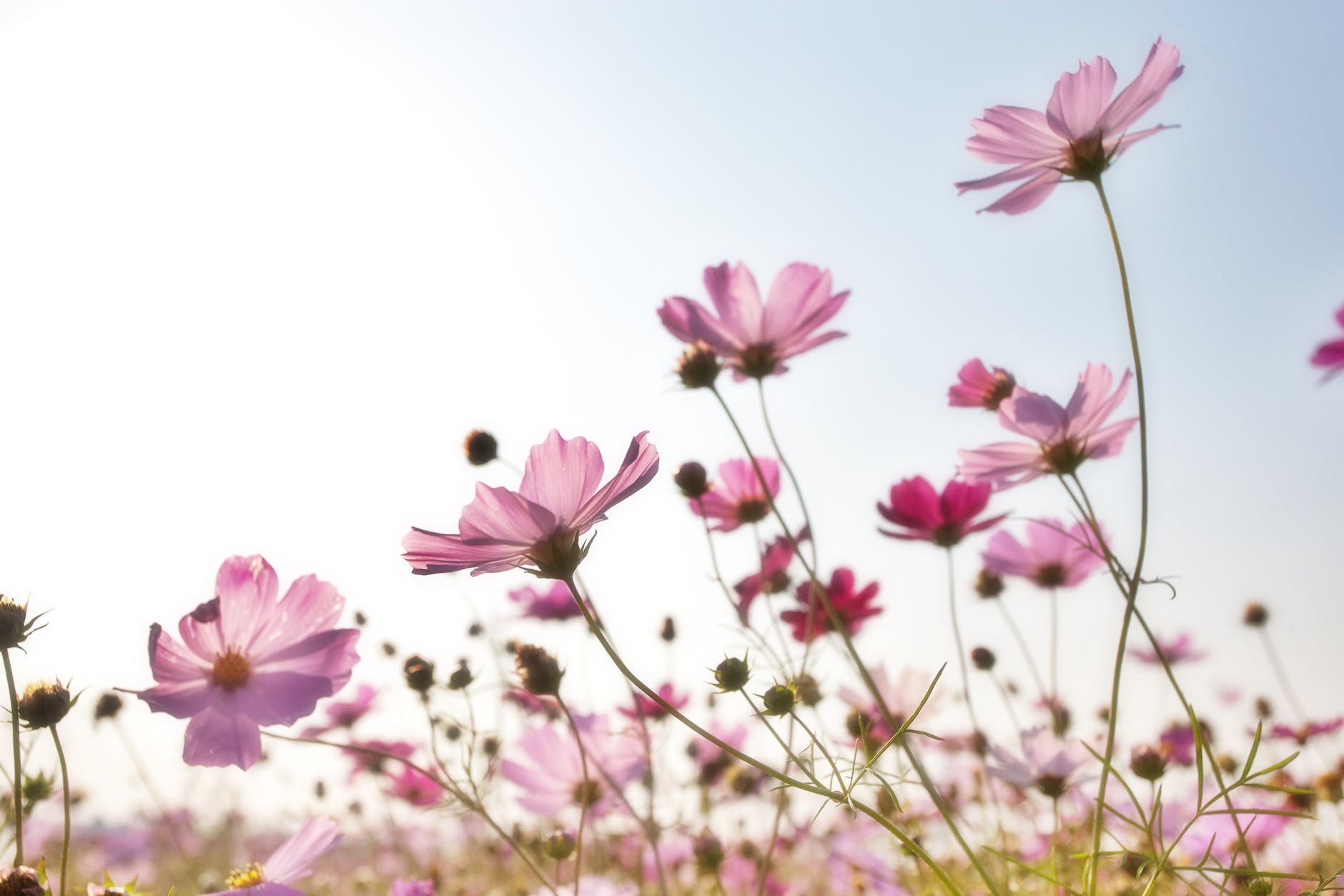 pink flower field