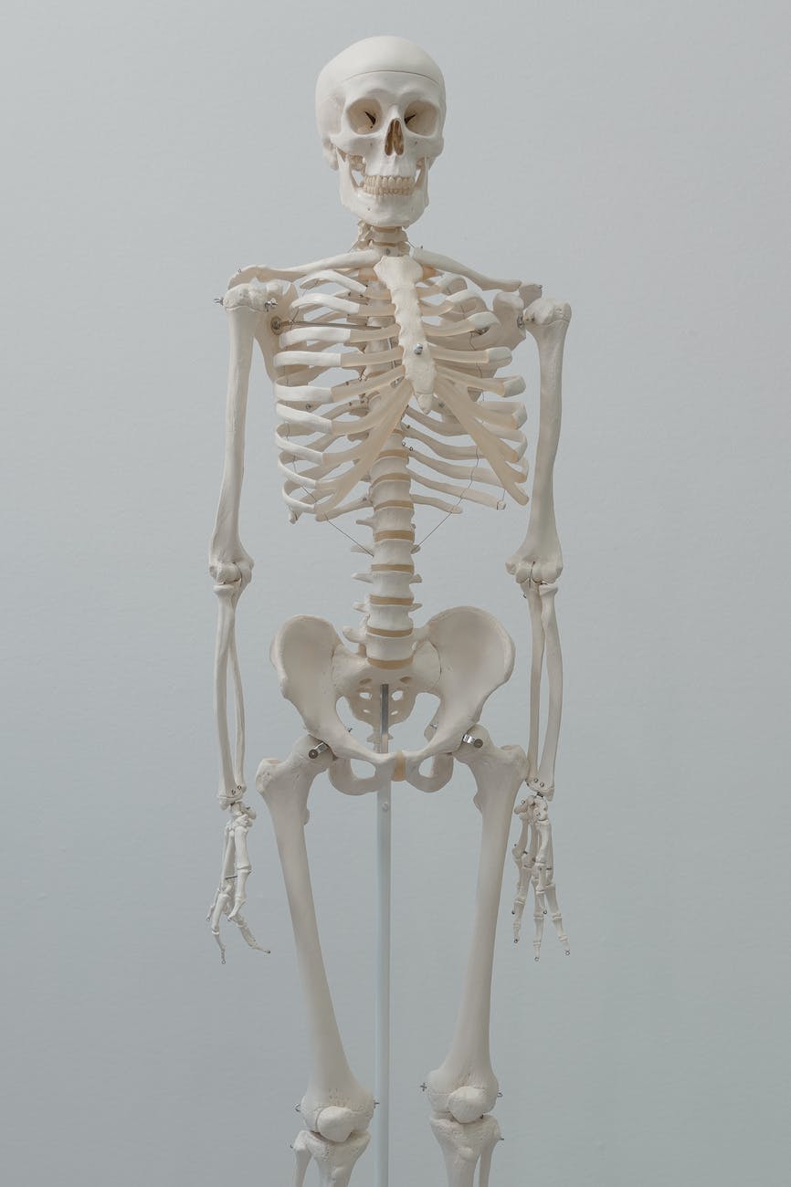 human skeleton model