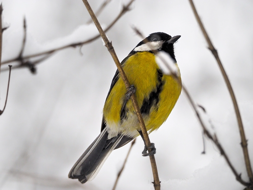Great Tit bird photo