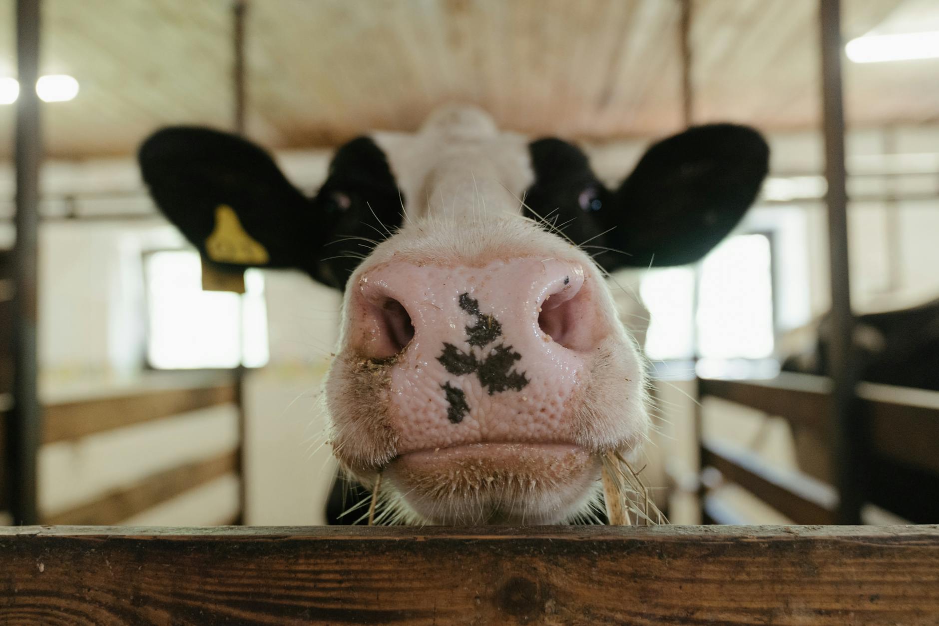 Lactose intolerantie en de gastric bypass